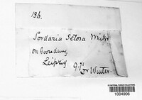 Triangularia setosa image